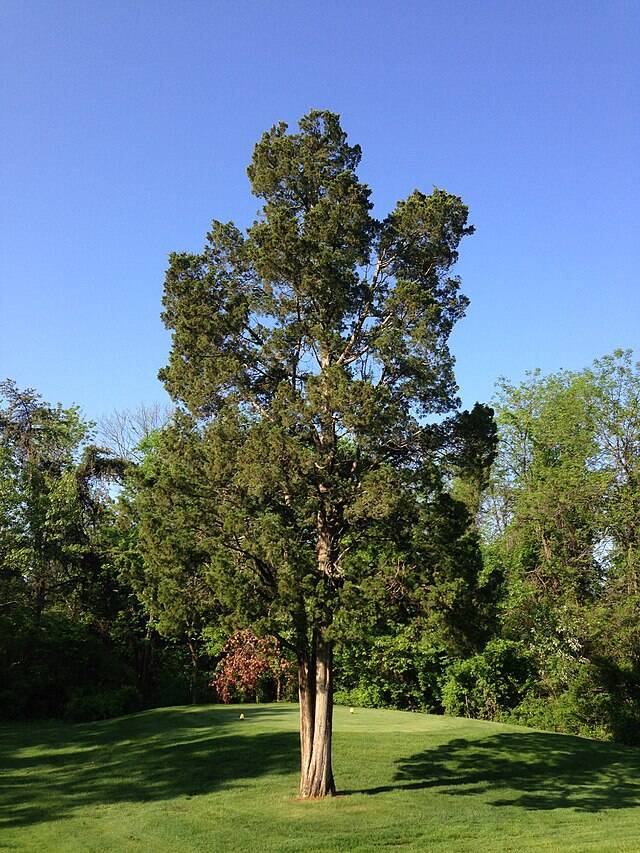 Eastern Red Cedar in the middle of a golf course