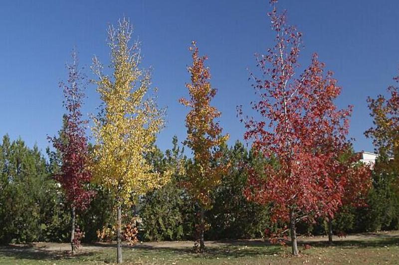 Sweetgum trees with leaves of various colors