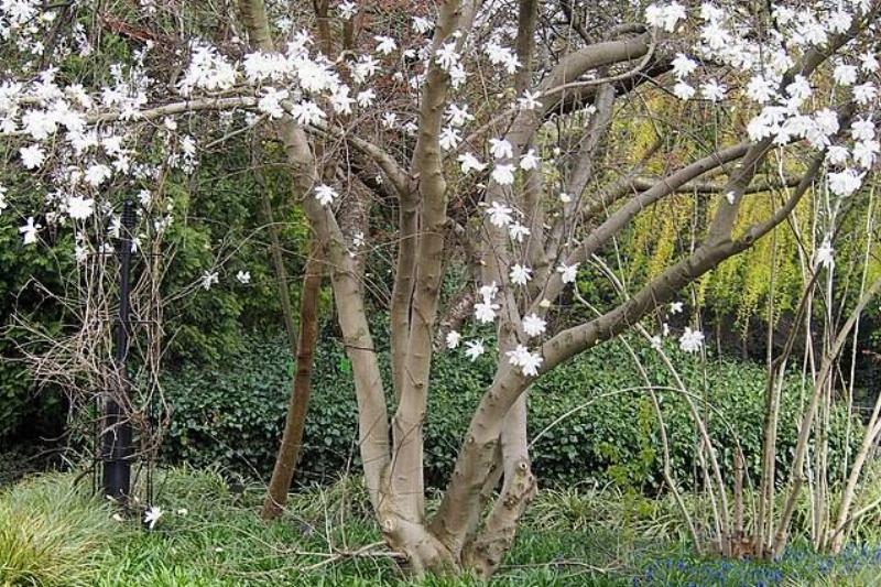 Lower half of a Star Magnolia