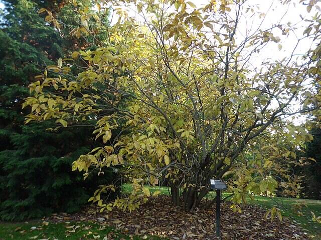 Plaque in front of a Fringe Tree