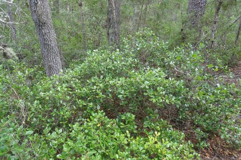 Myrtle Oak in its shrub form
