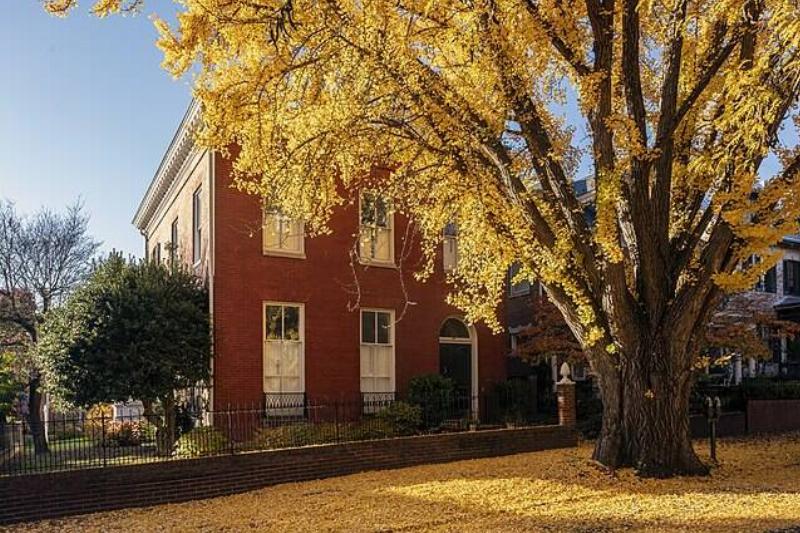 Ginkgo tree growing in front of a house