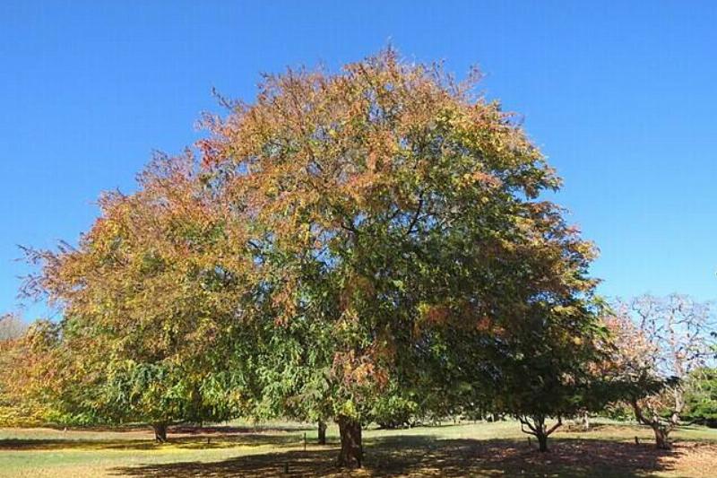 Chinese Elm in a park