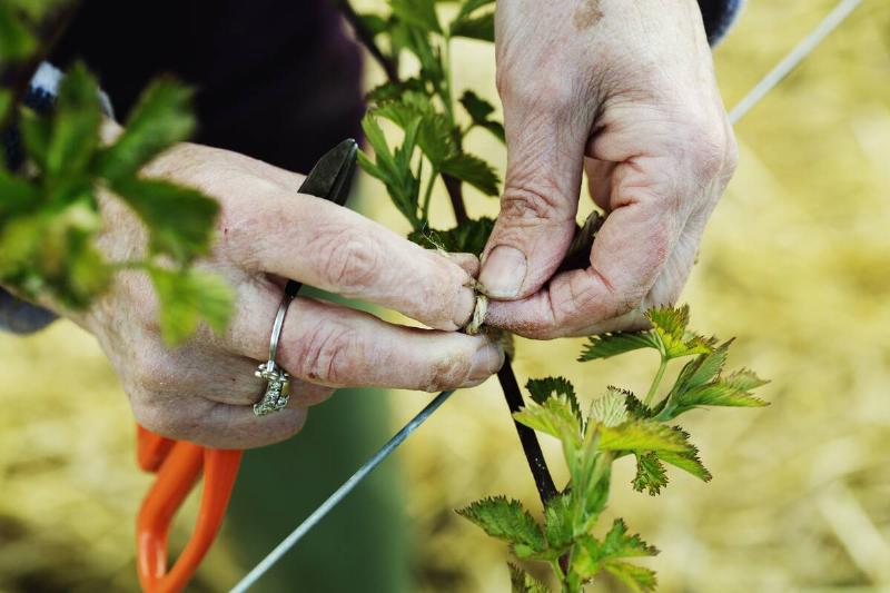 Person off-screen tying shoots of a plant to a metal fence with string