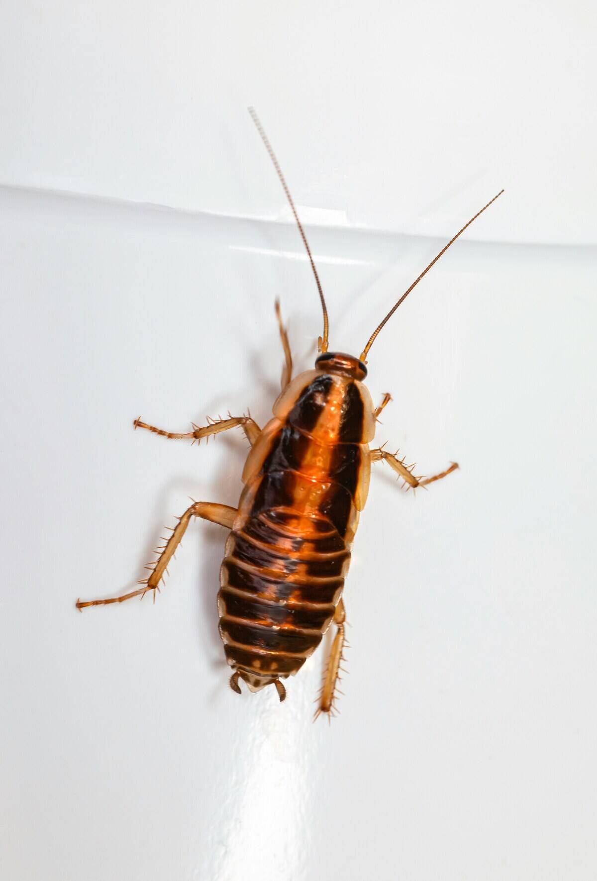 Cockroach crawling around on a ceramic surface