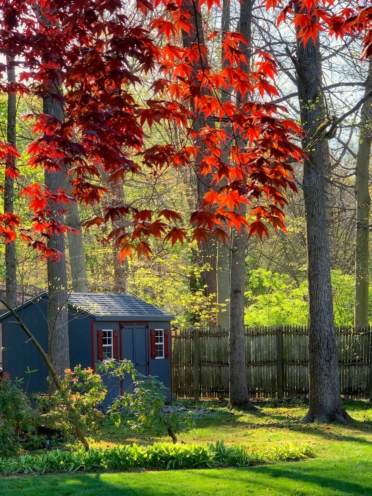 Shed near trees and a fence in a backyard