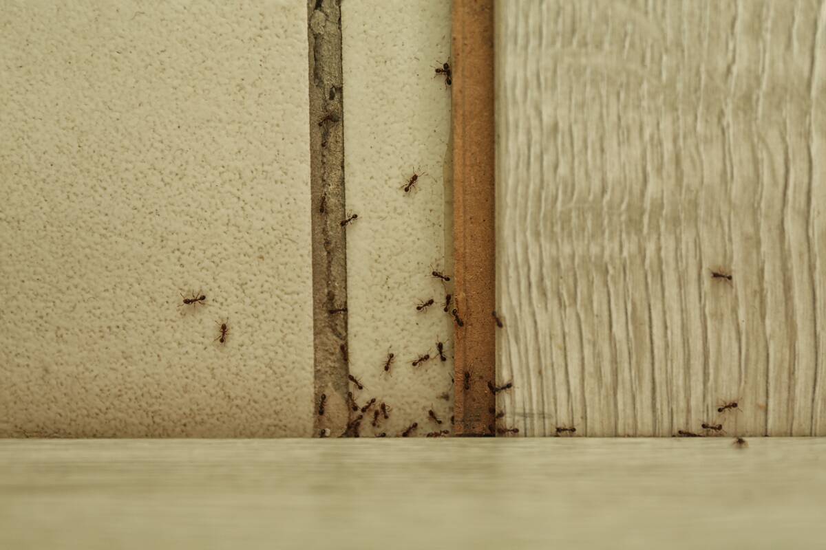 Ants crawling on a wall and along a kitchen counter