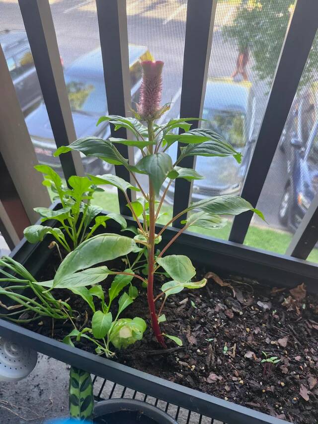 bf-bought-venus-fly-trap-seeds-from-temu-wtf-is-this-v0-cmgjervbm02f1
