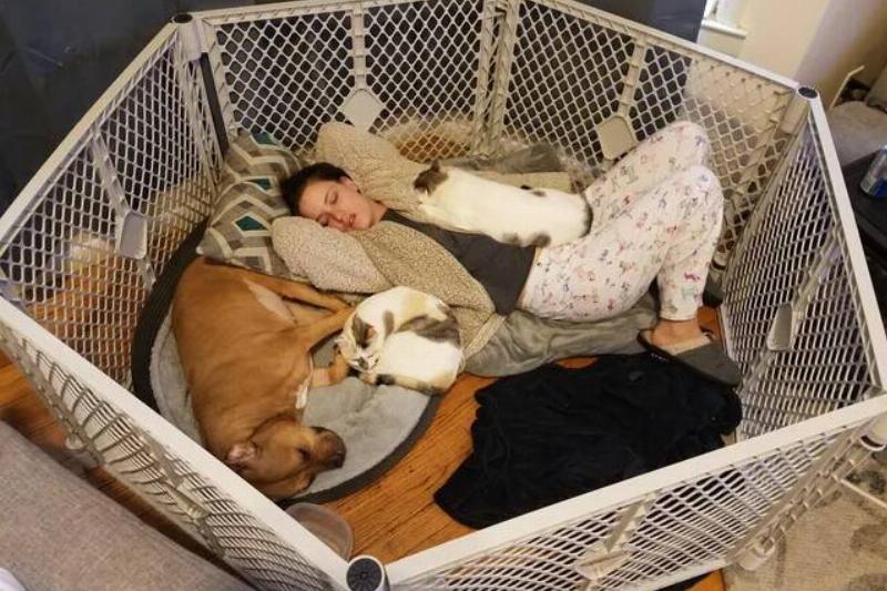 our-piglet-tan-girl-had-surgery-on-her-stomach-for-v0-1u9cjlnlj6c21