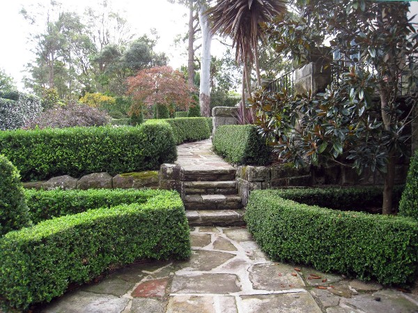 Boxwood Trim