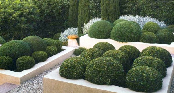 Shrubs