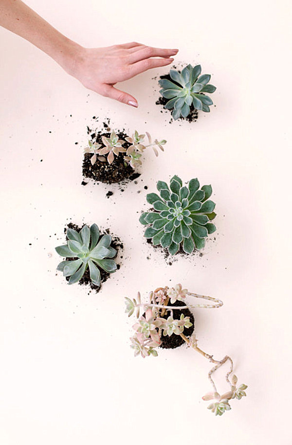Collection of succulents