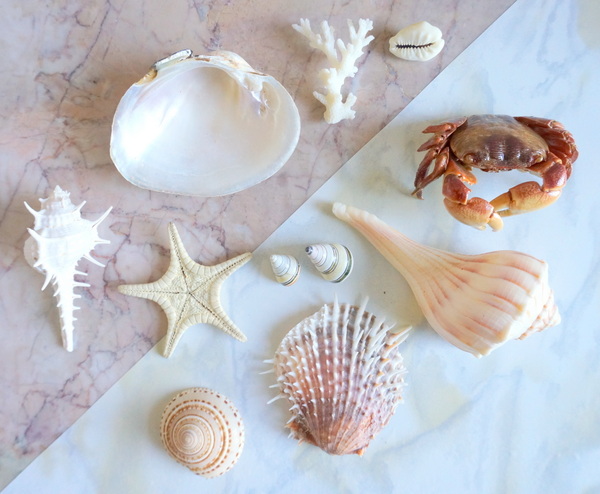 Seashell collection