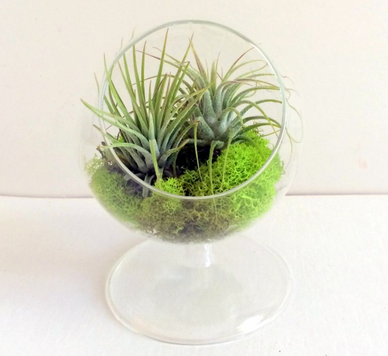 Standing air plant terrarium from Twisted Acres
