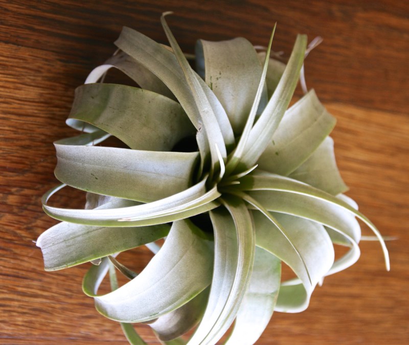 Xerographica air plant specimen from Etsy shop FlowerPowerNation