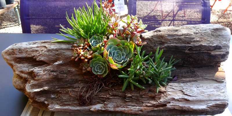In this planter, the focus is equally on the wood and plants