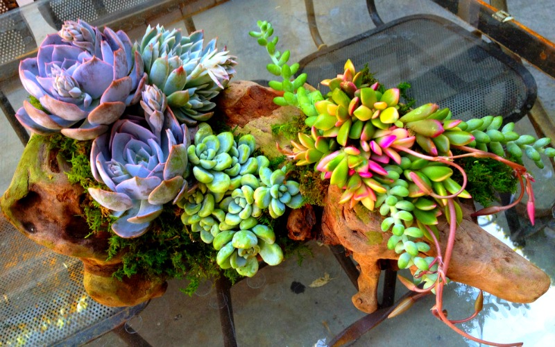 Small planters can have a big impact when unusual