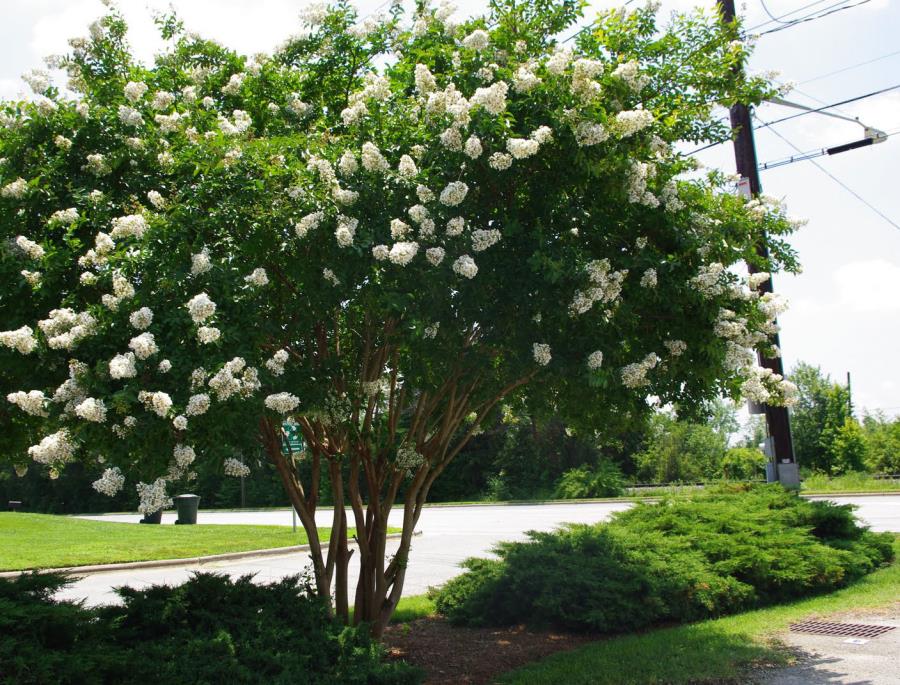 Fast-growing Crape Myrtle with white blooms