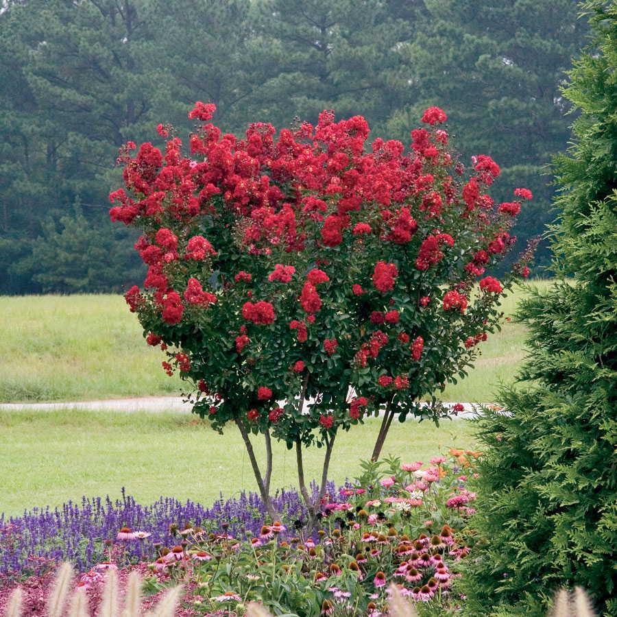 Fast-growing red rocked Crape Myrtle