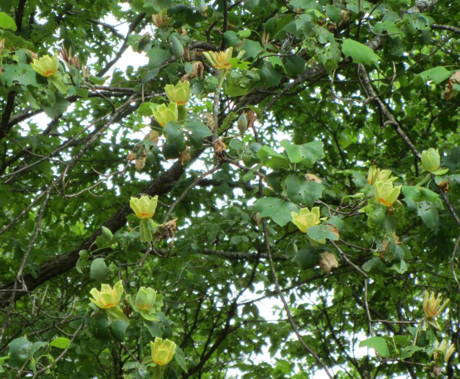 Foliage from the Tuliptree