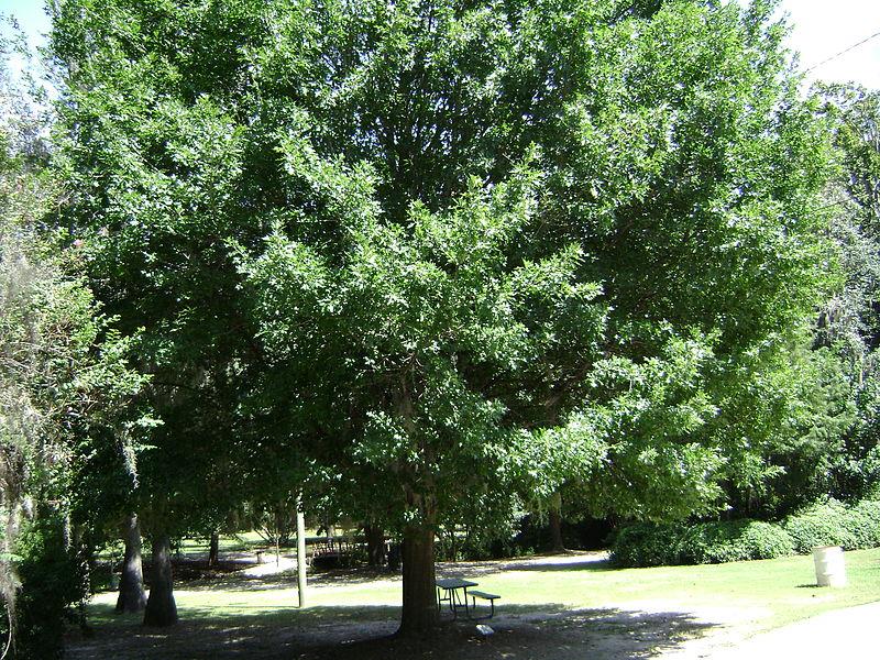 Large thriving Nuttall Oak
