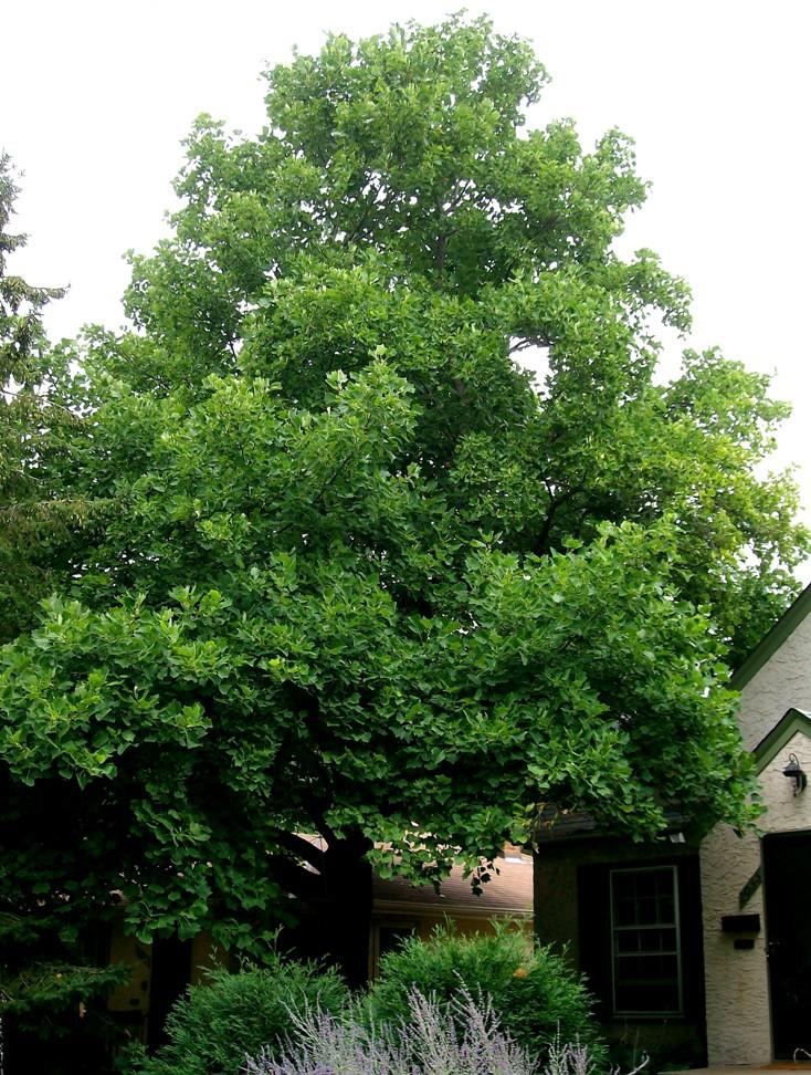 Tall Tulip Tree in a front yard