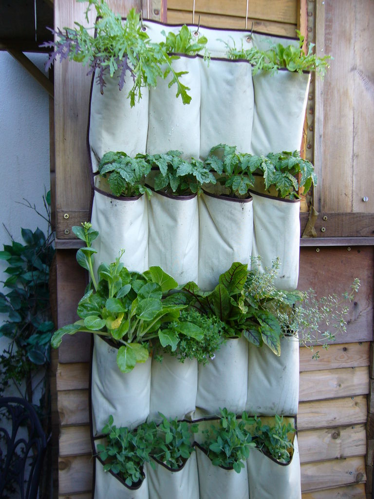 herb garden 4