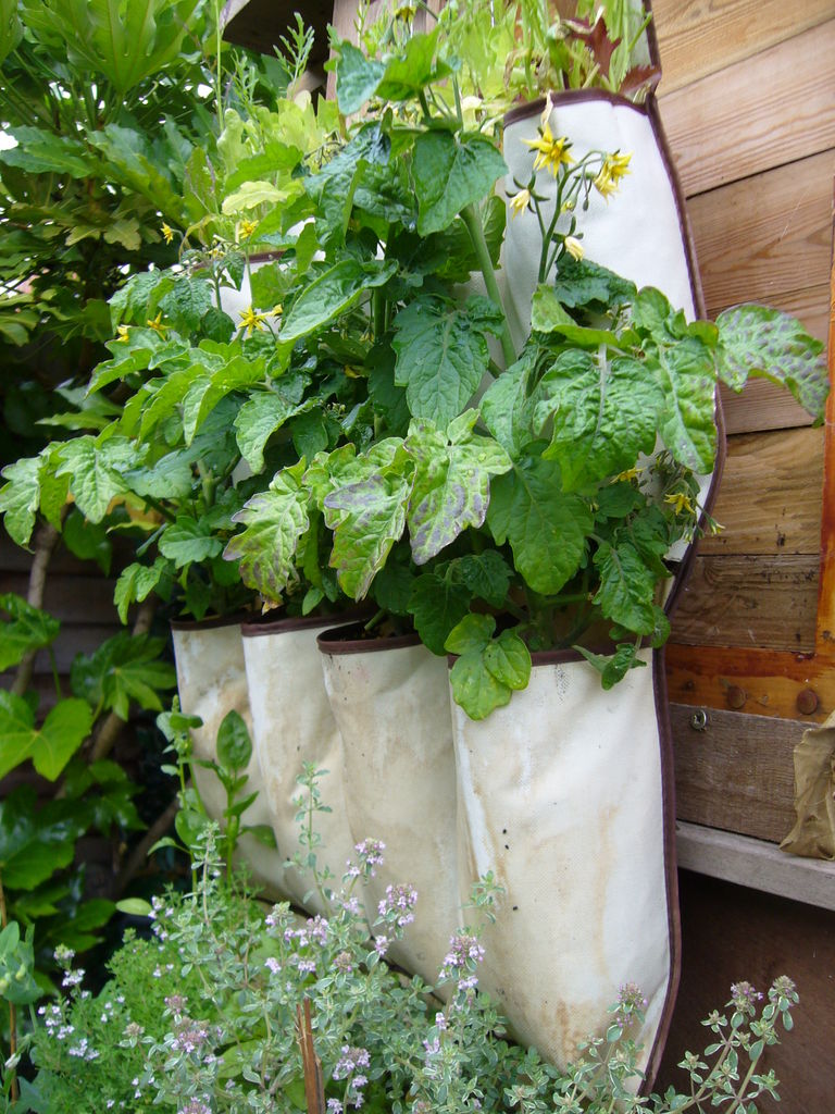 herb garden 5