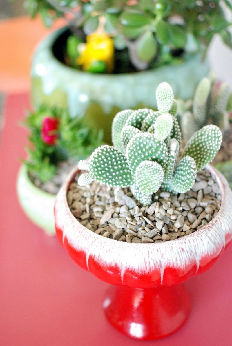Colorful vintage containers hold succulents in the home of Kimi Encarnacion