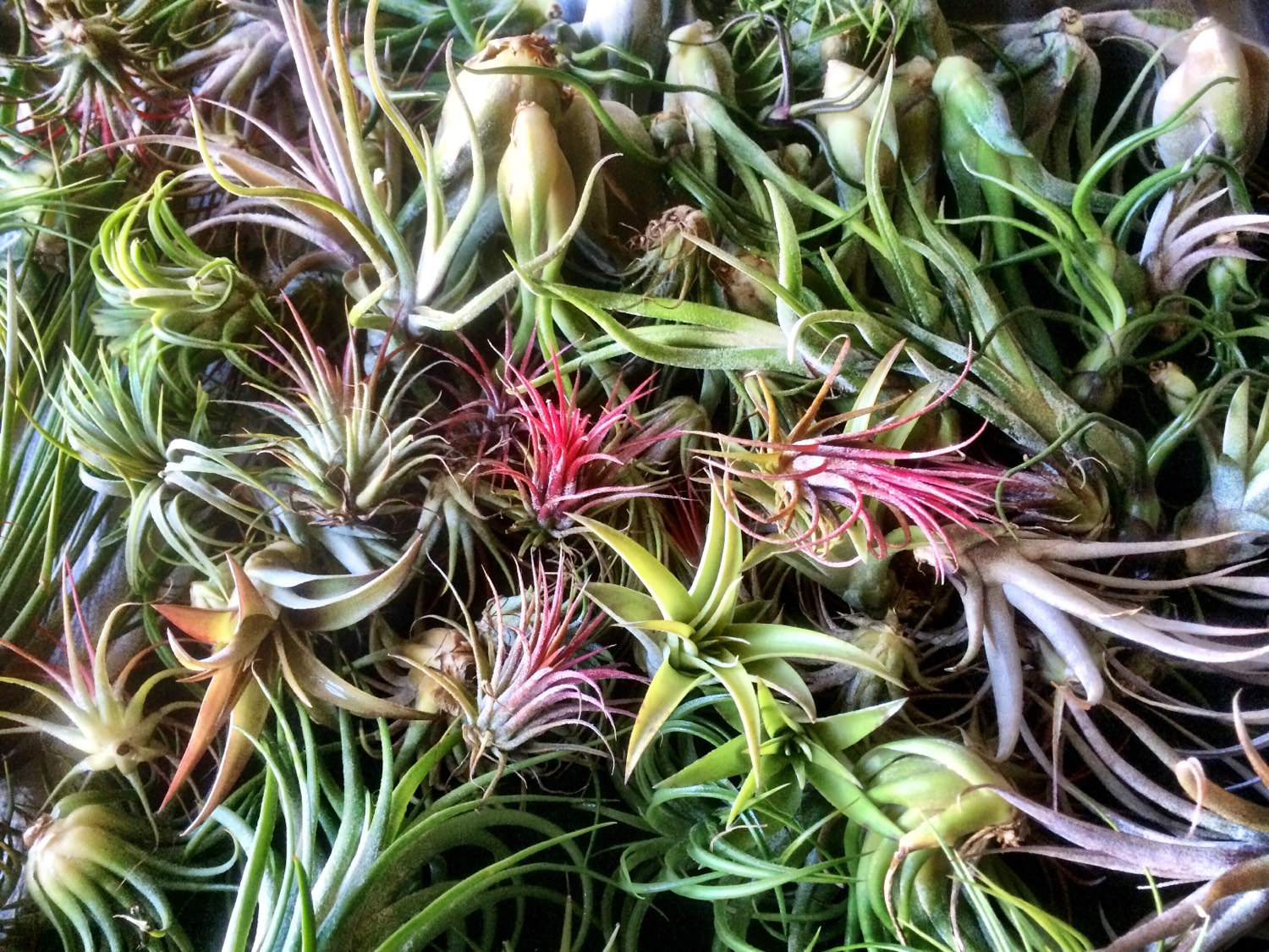 40 stunning photos featuring varieties and types of air plants
