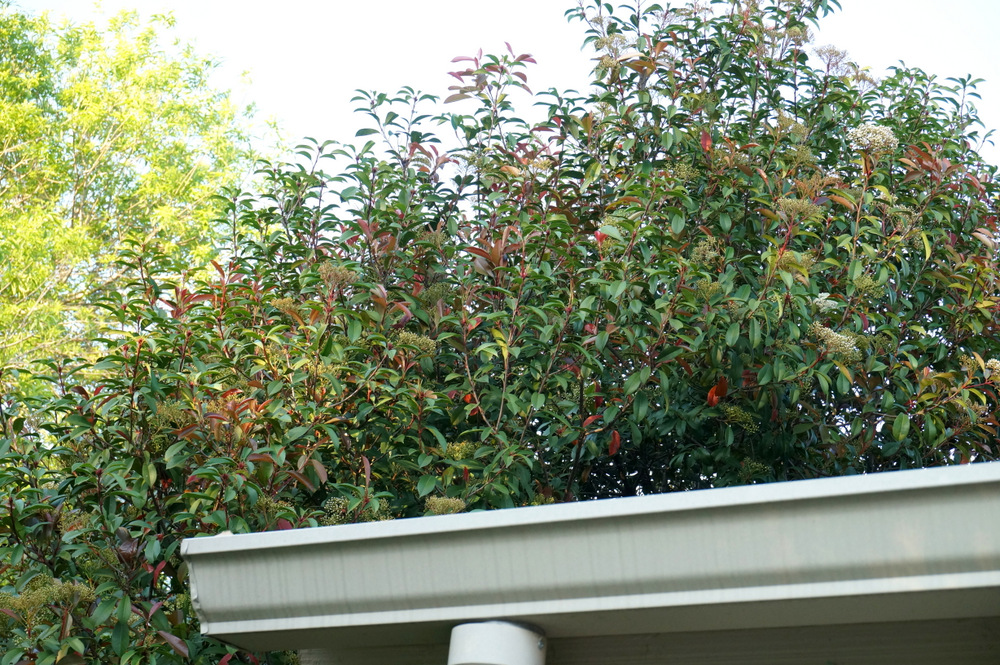 Time for tree trimming