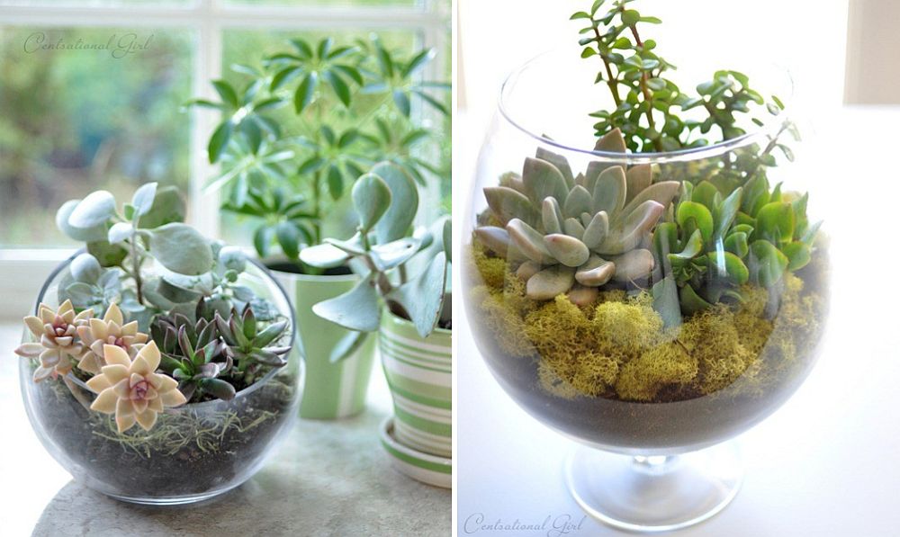 An array of low-budget terrariums to decorate the kitchen with