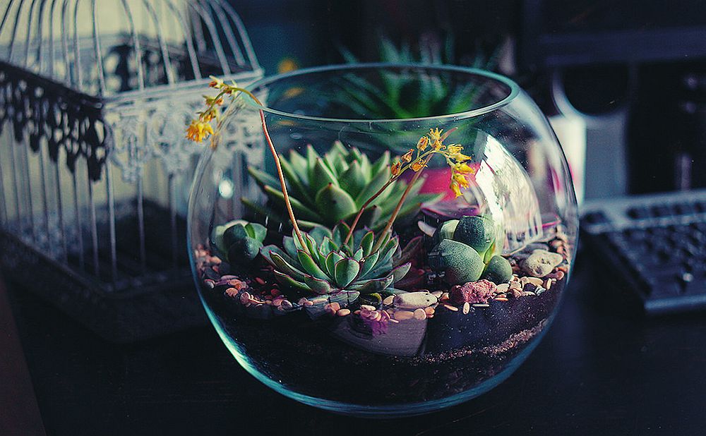Stunning DIY terrarium idea for the modern home