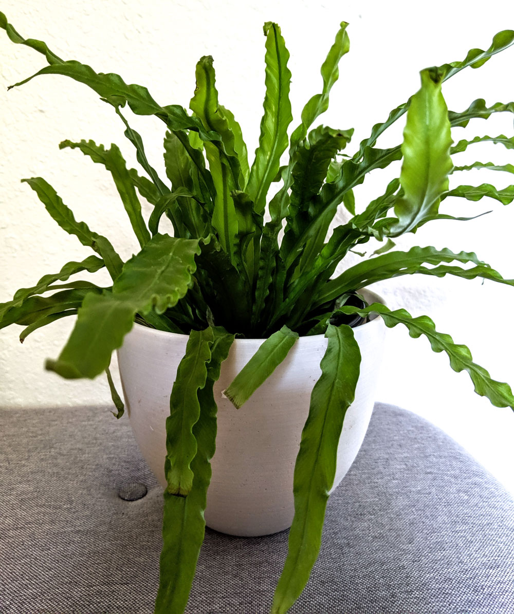Fern houseplant_