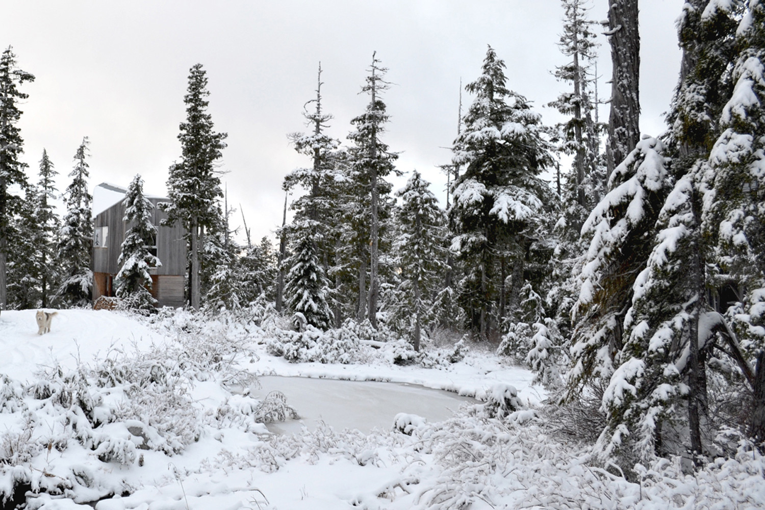 Stunning scenery around the cabin in Port Hardy, Canada