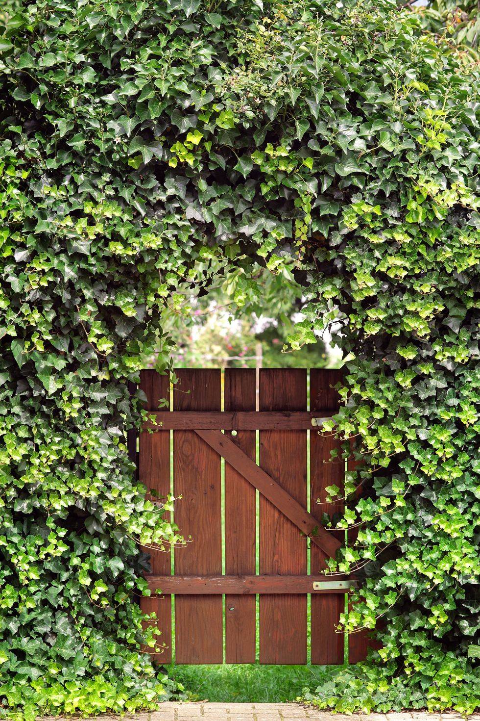 ivy covered gate