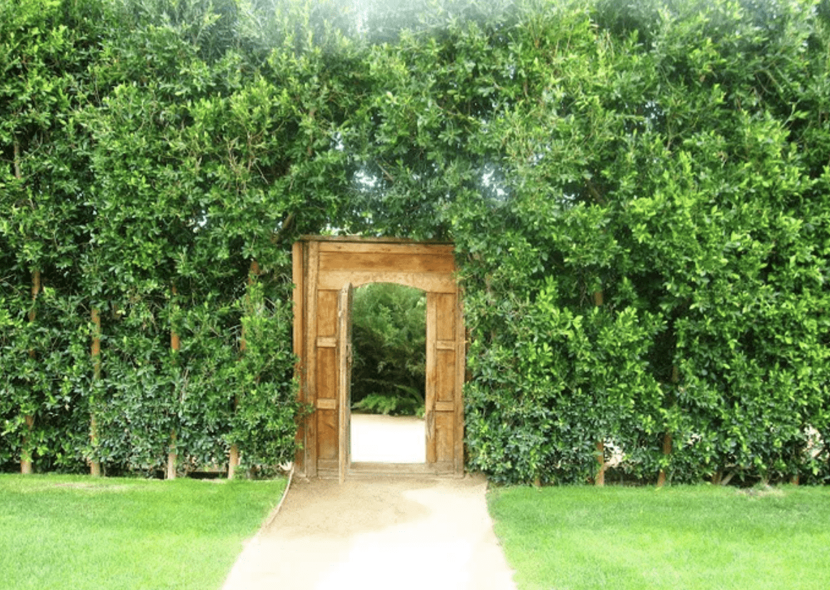 hidden wooden gate in overgrown garden area