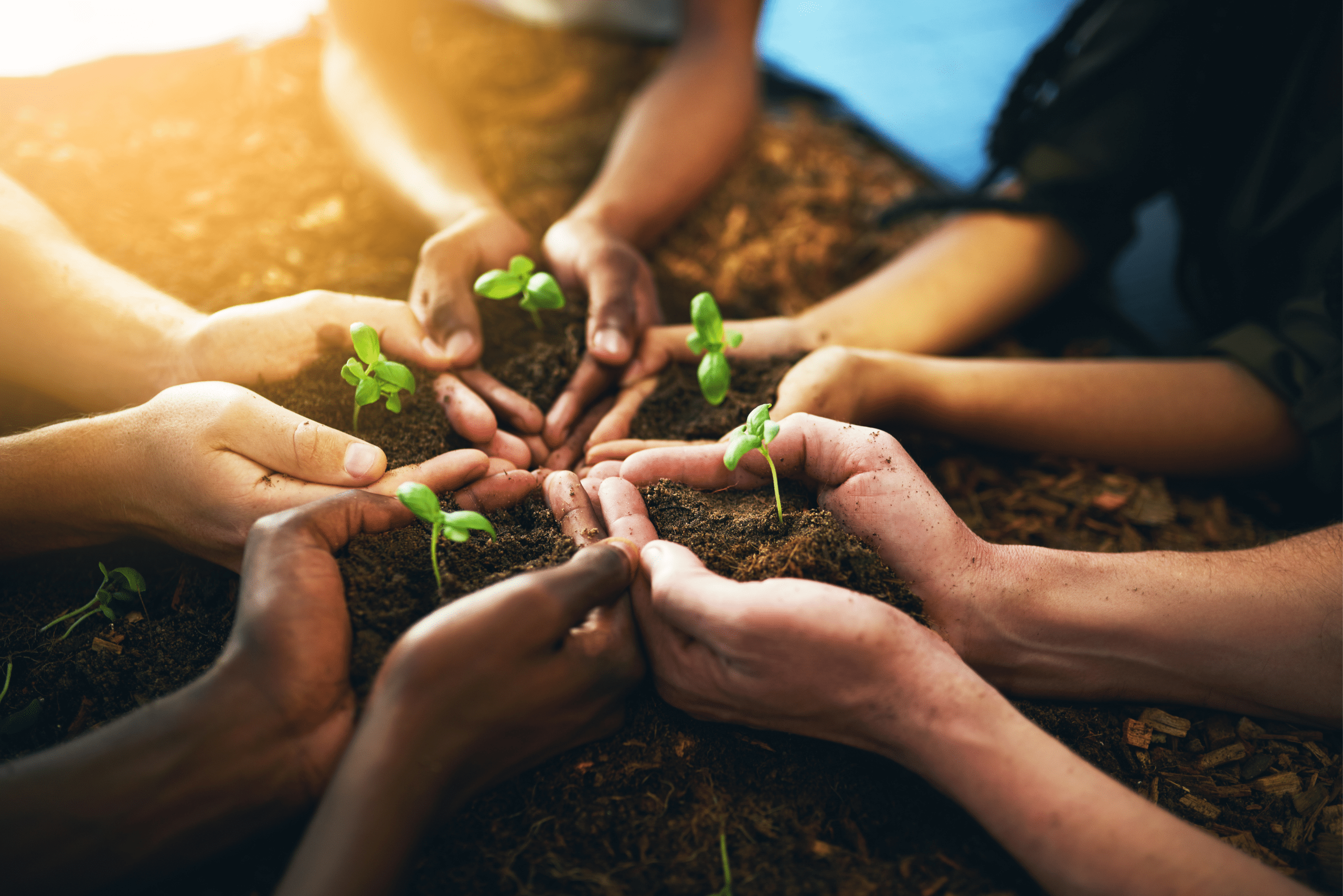 Hands holding soil with a plant in the middle of each soil pile.