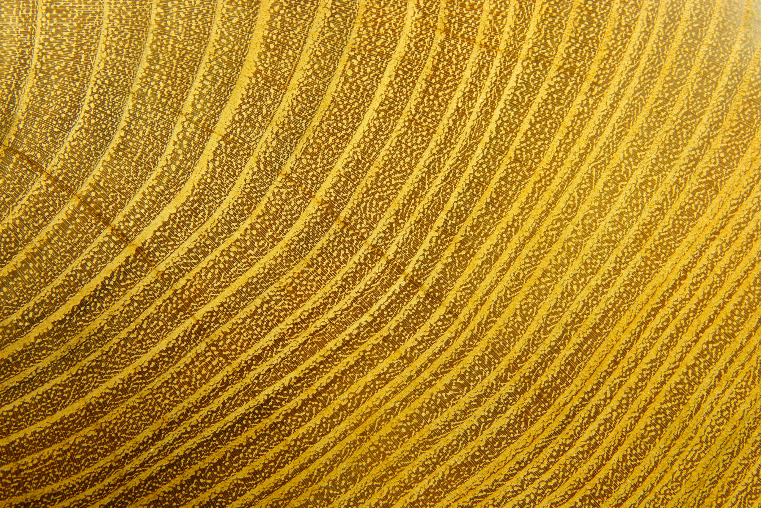 A closeup of the wood grain of an acacia tree.