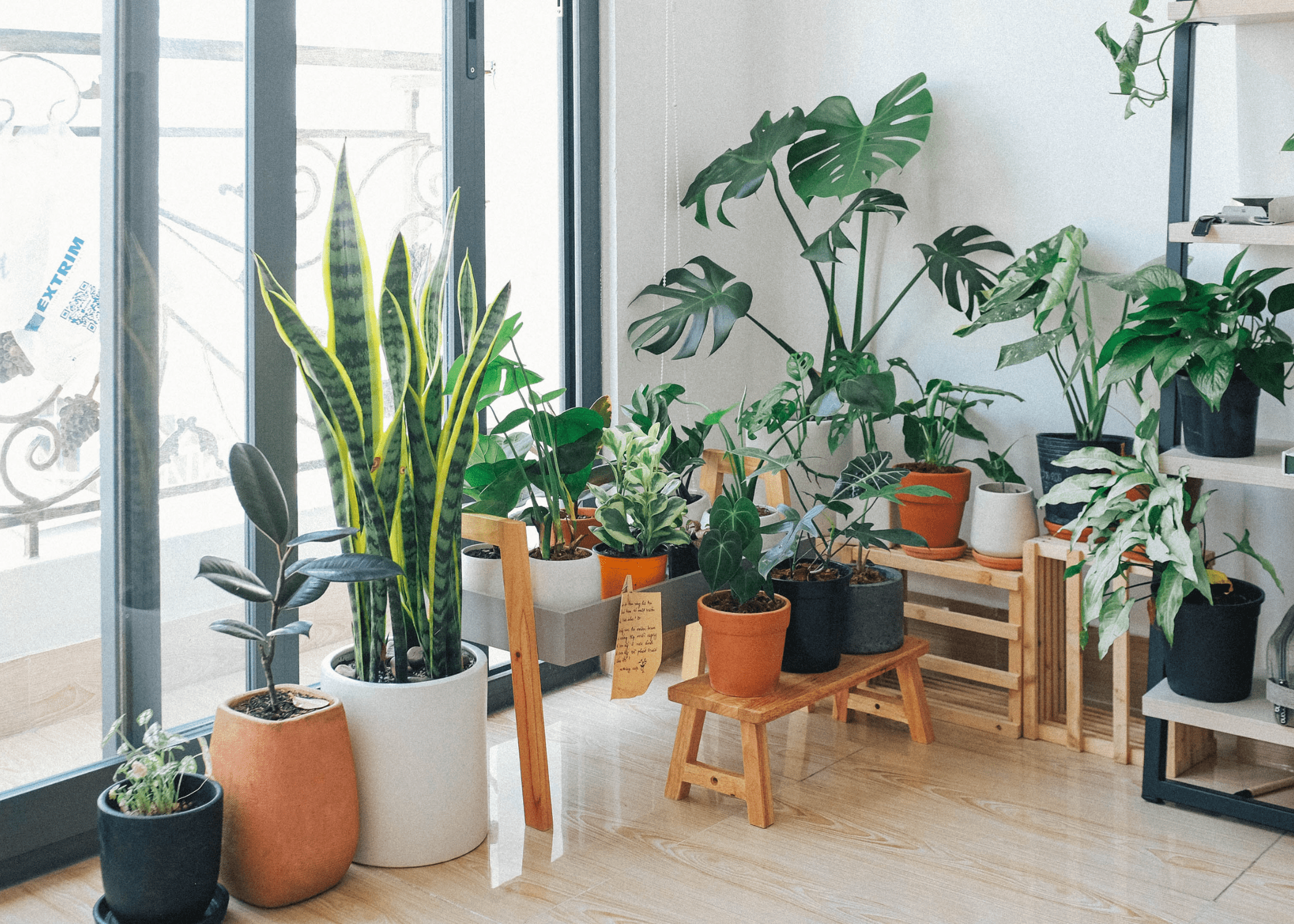 The Houseplants Every Stylist Swears By